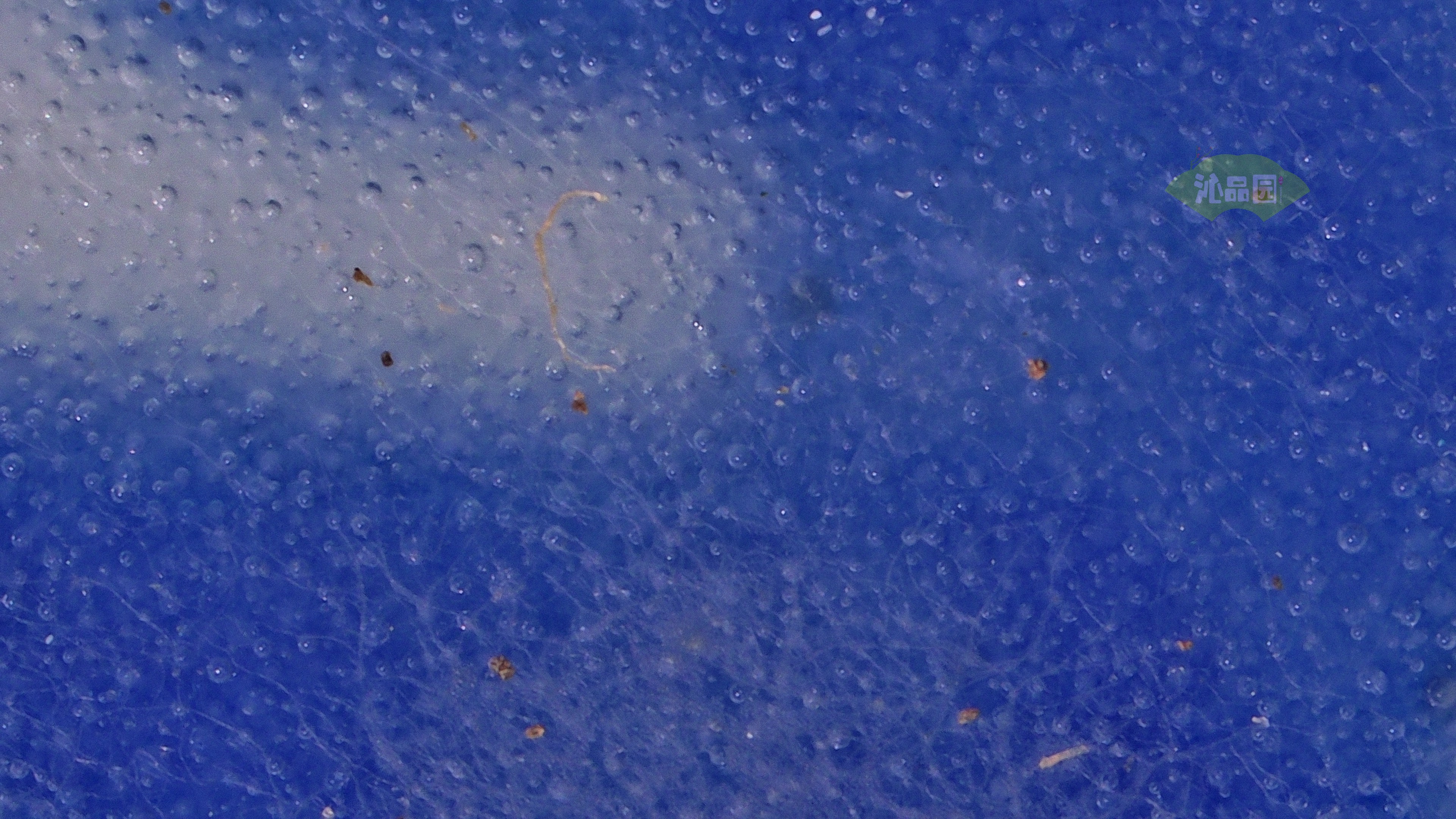 0195.jpg