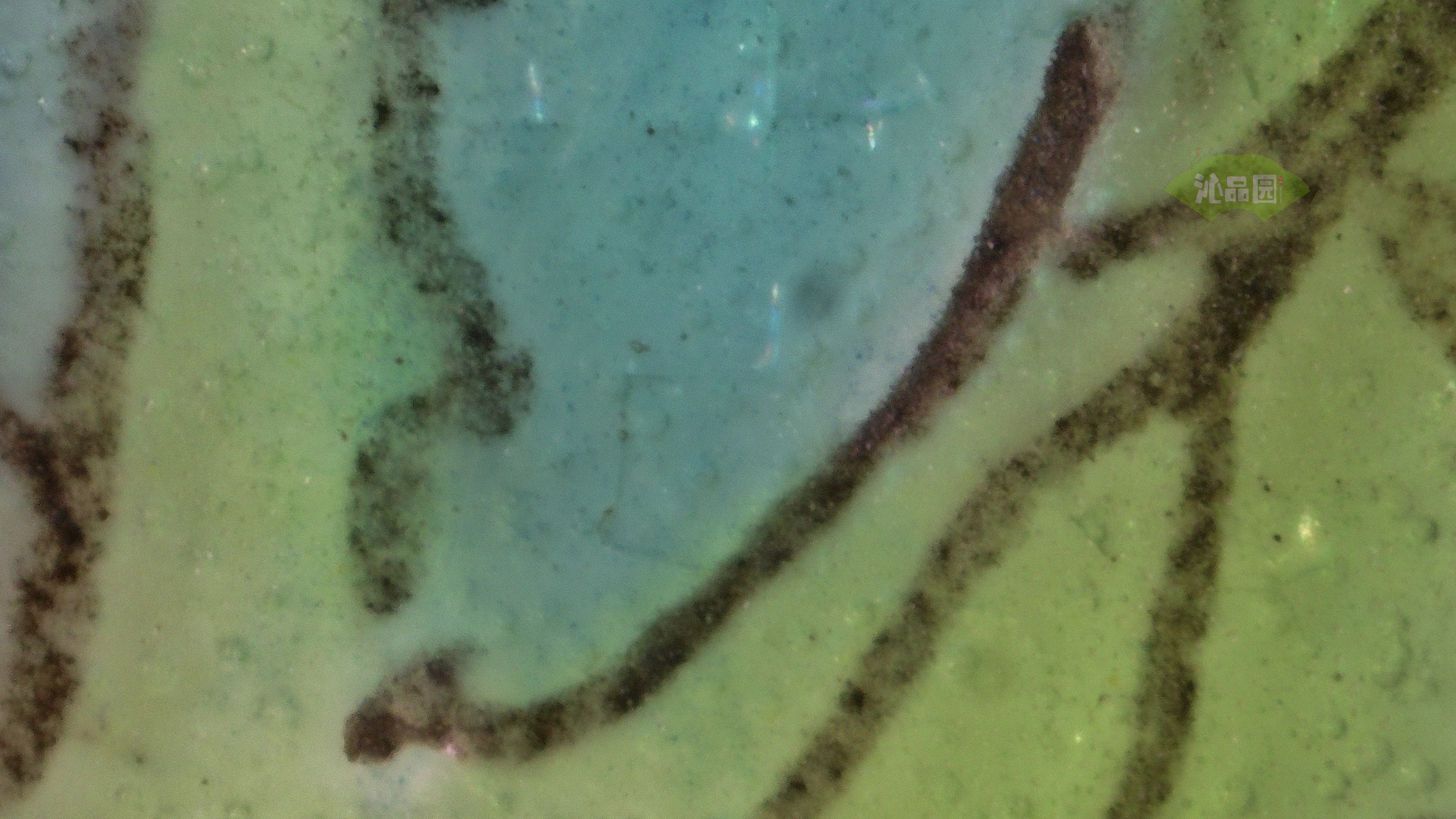 1019.jpg