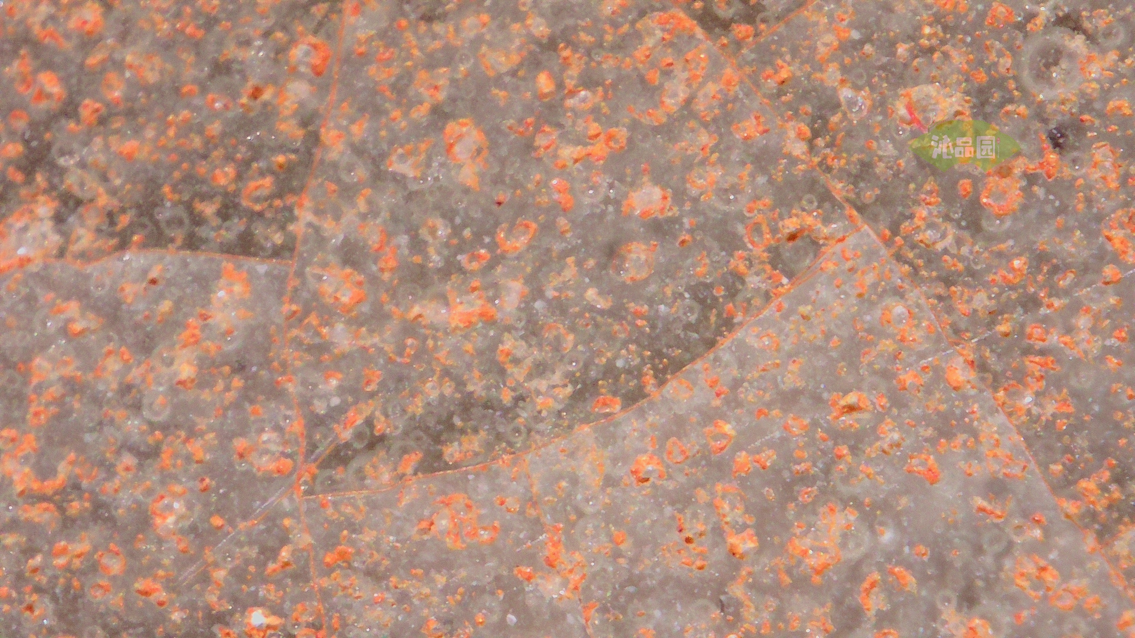 0020-1.jpg