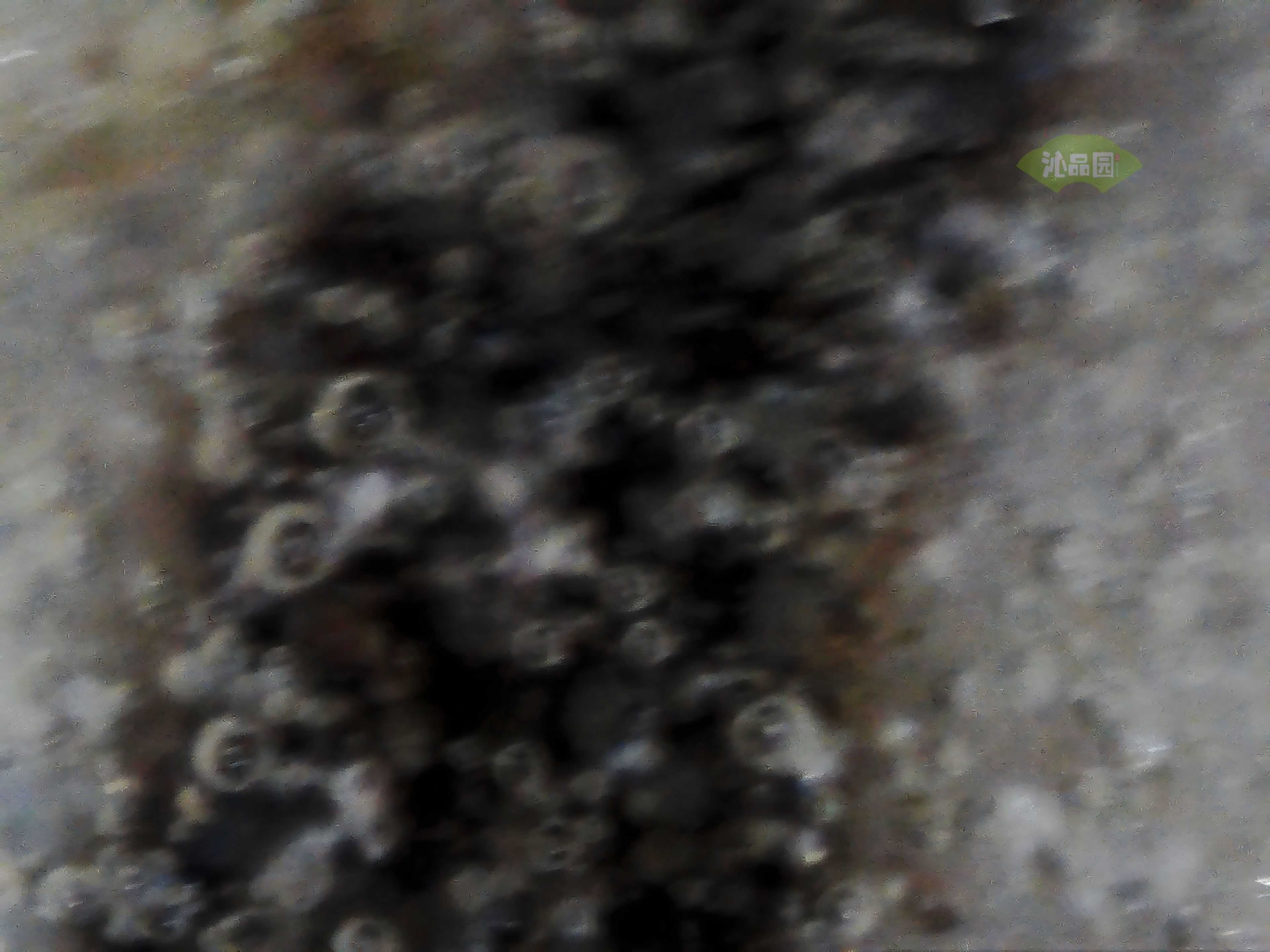 CHD00710.JPG