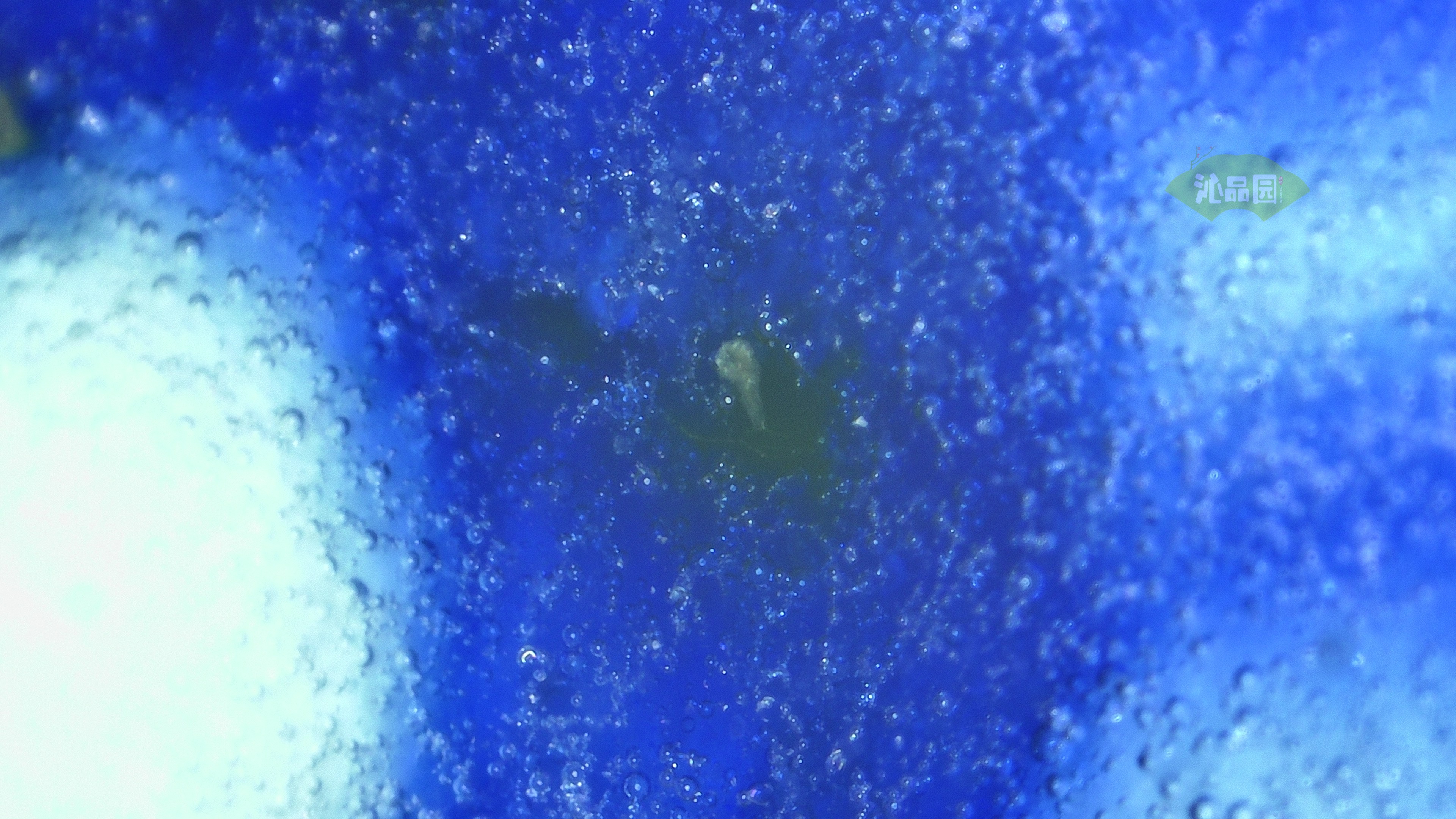 1062.jpg