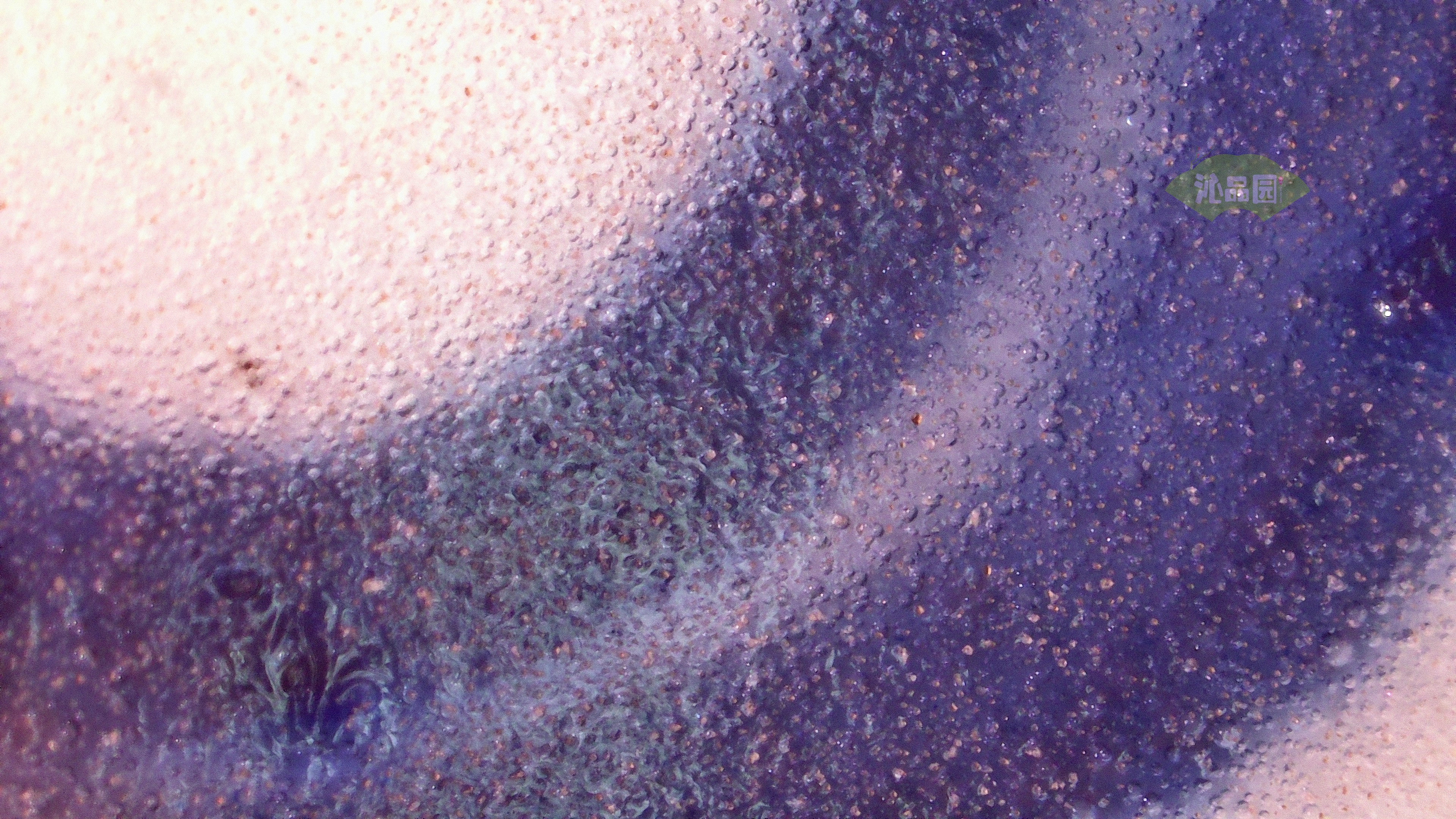 0450.jpg