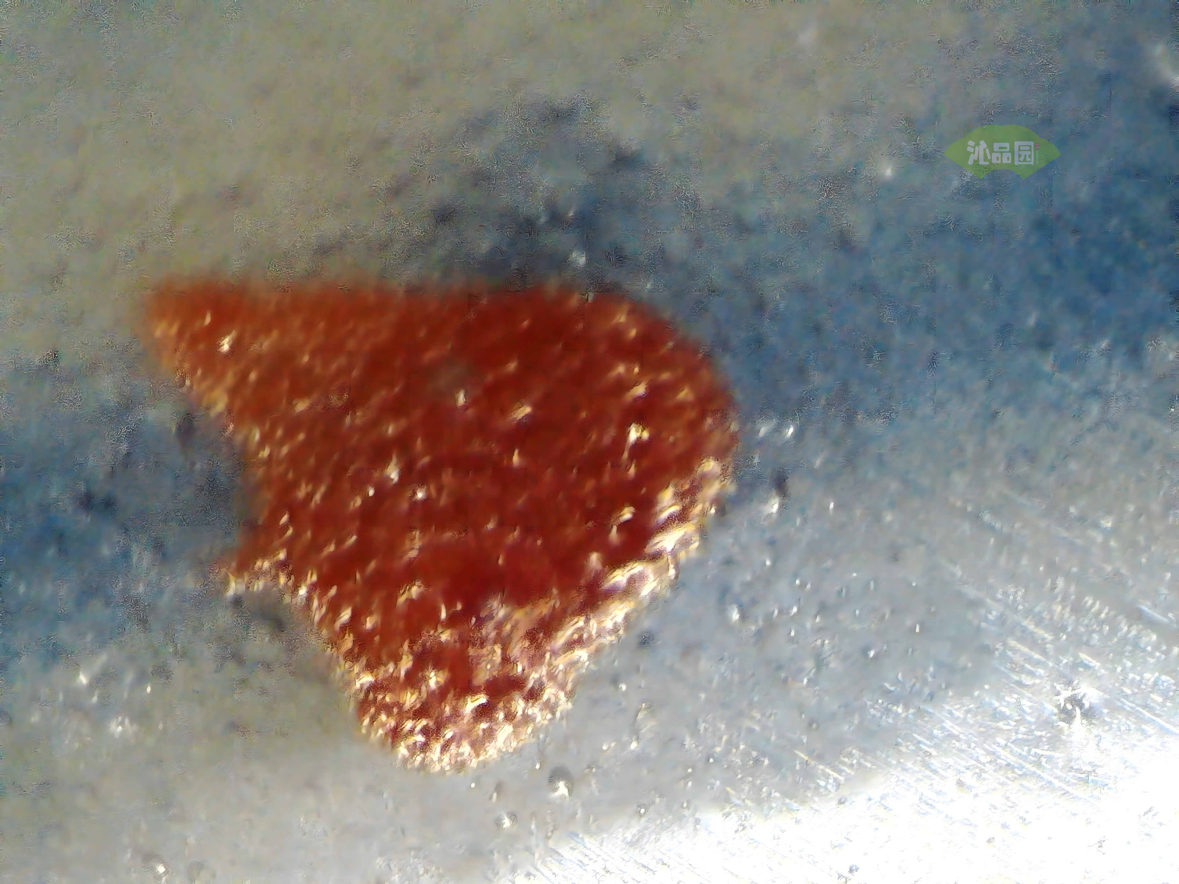 CHD00776.JPG