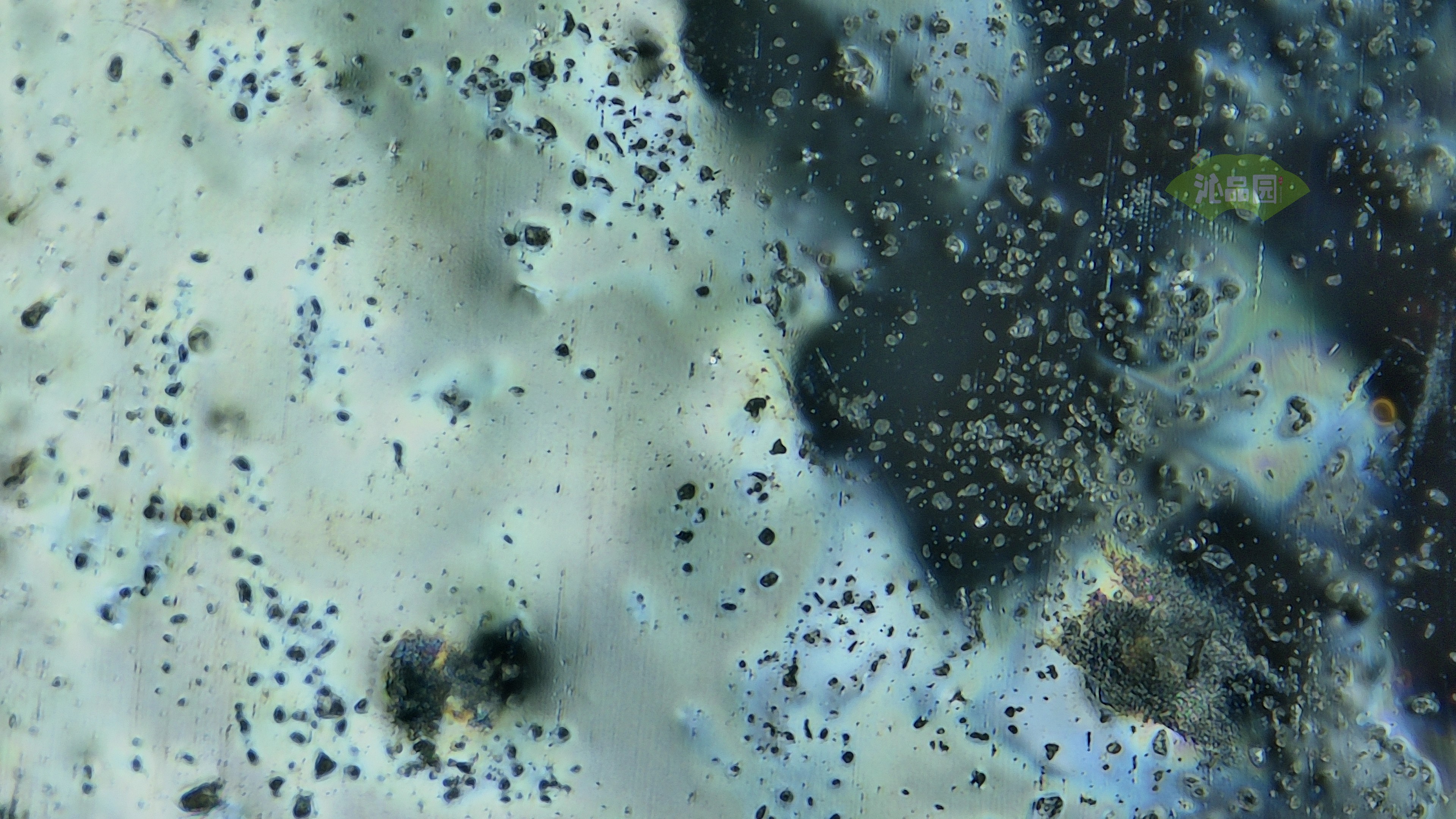 0338.jpg