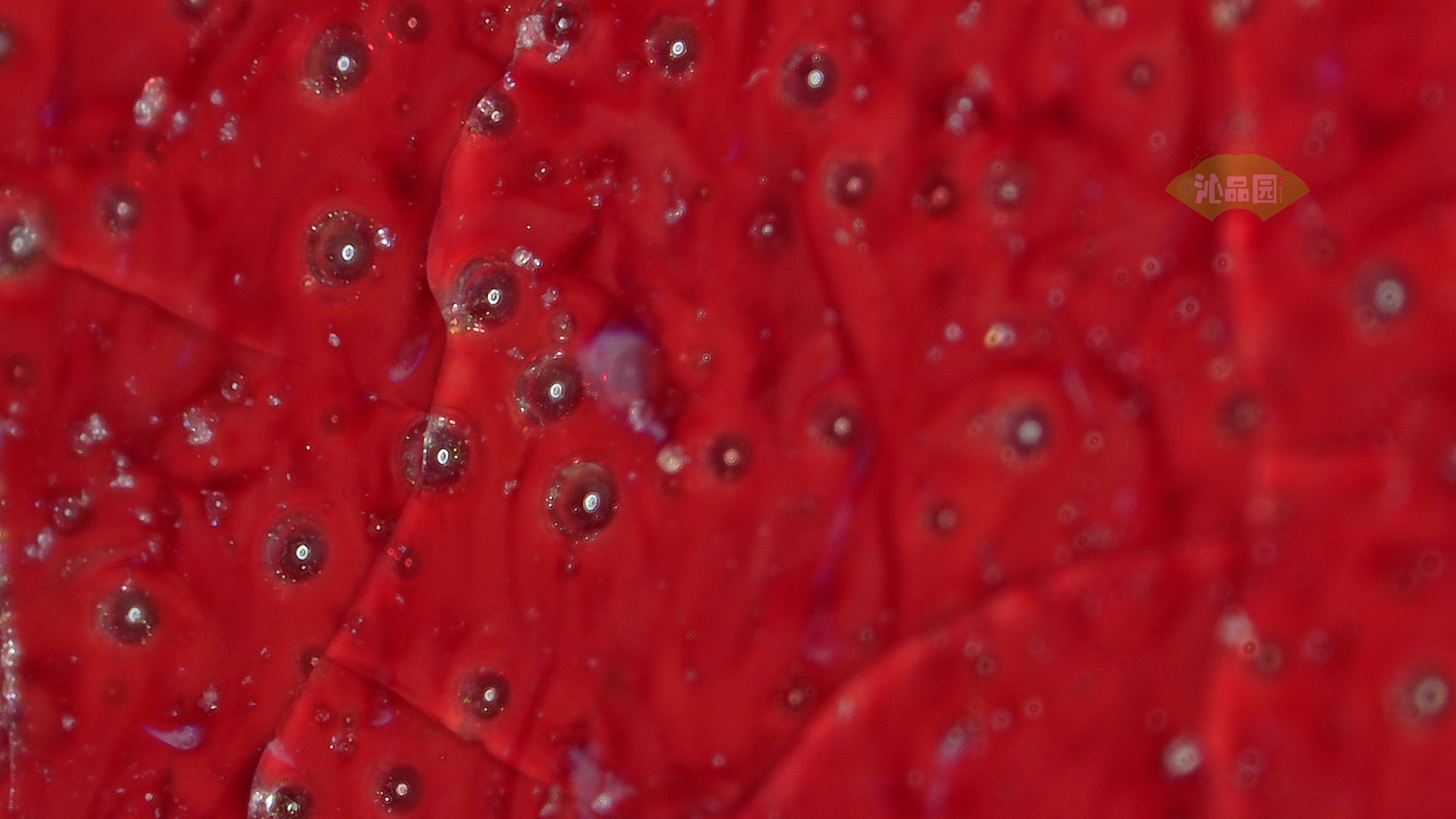0051.jpg
