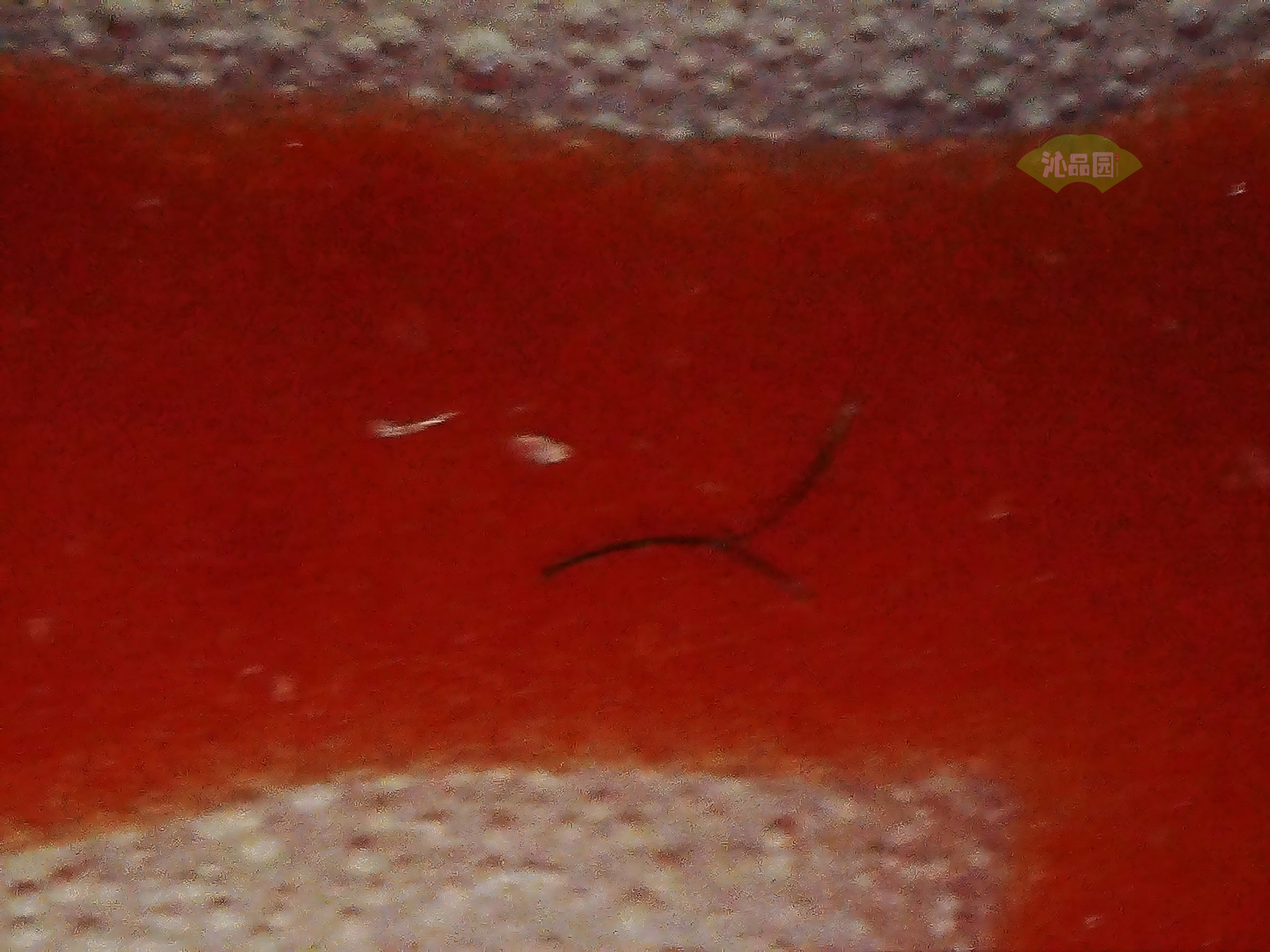 CHD00945.JPG
