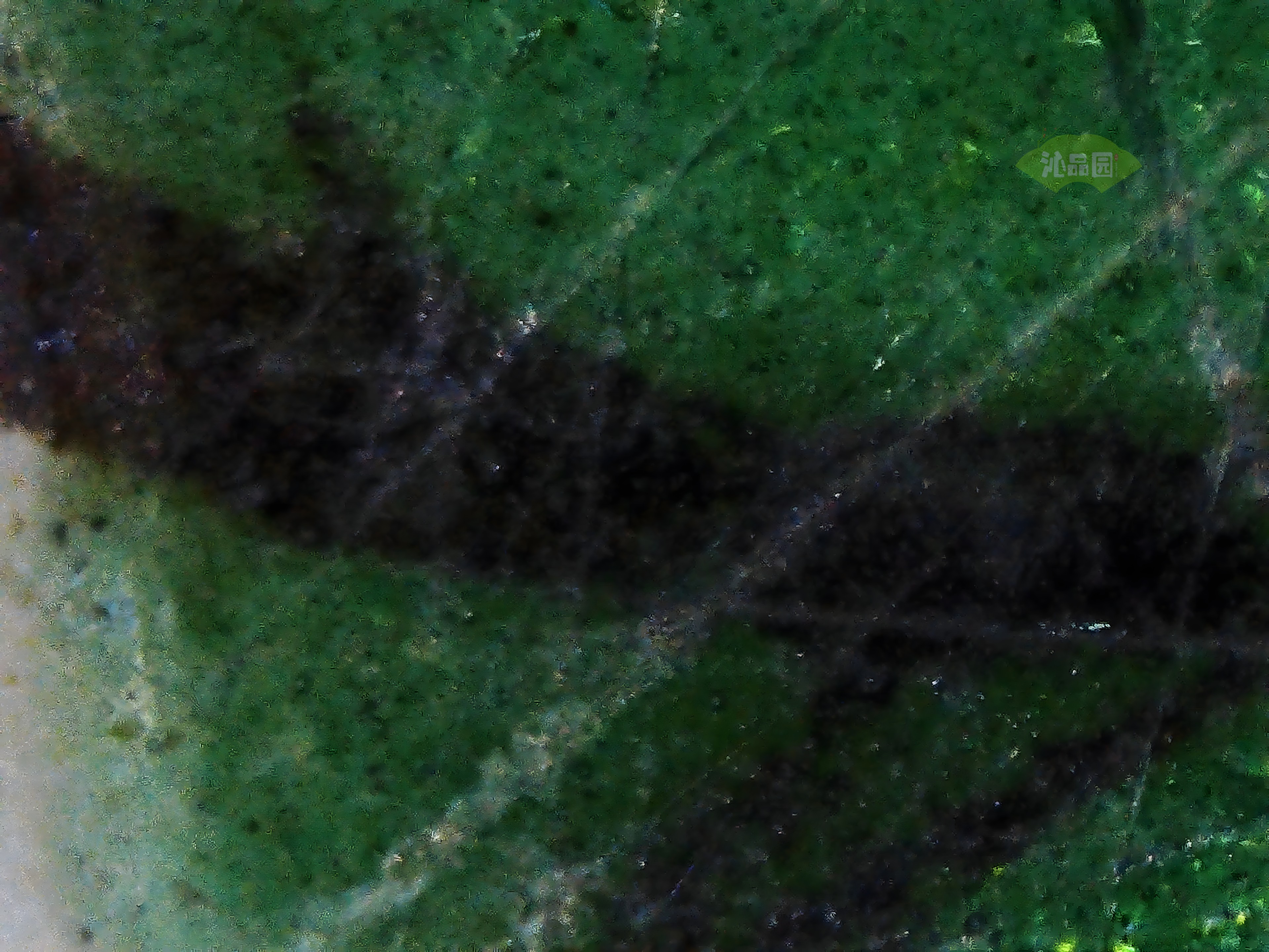 CHD00935.JPG