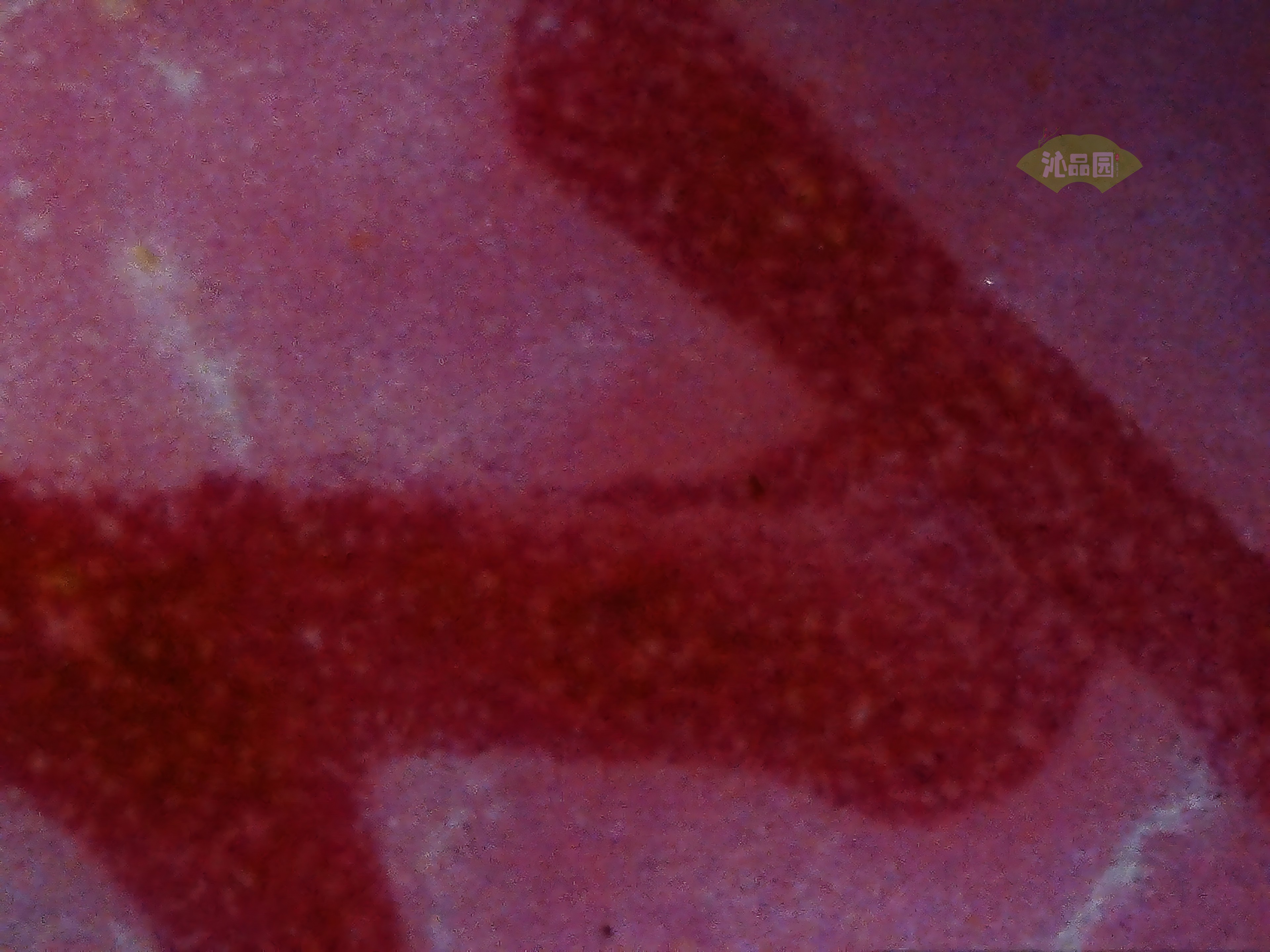 CHD00474.JPG