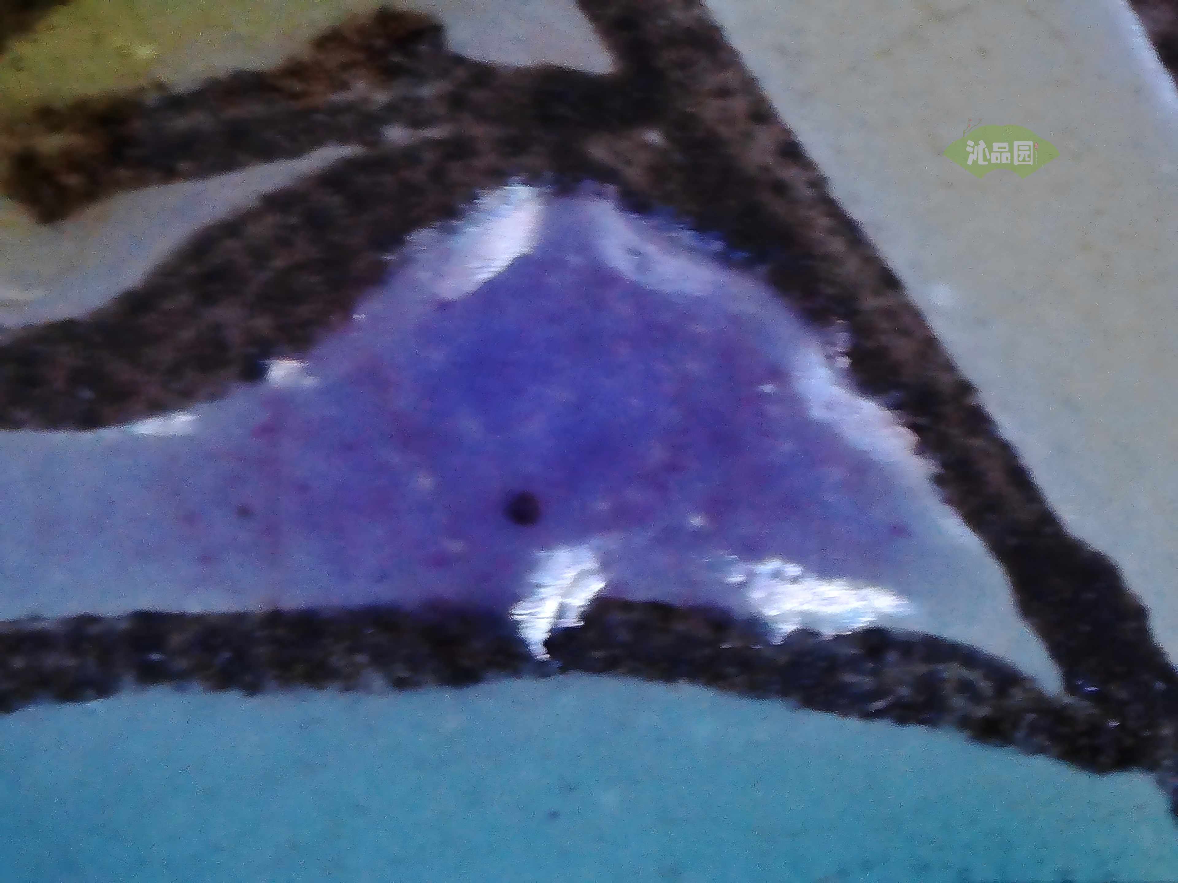 CHD00221.JPG